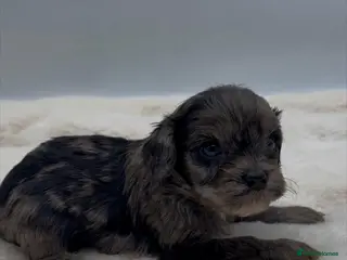 Cavapoo dogs Stunning Merle Cockapoo Puppies - Advert 1