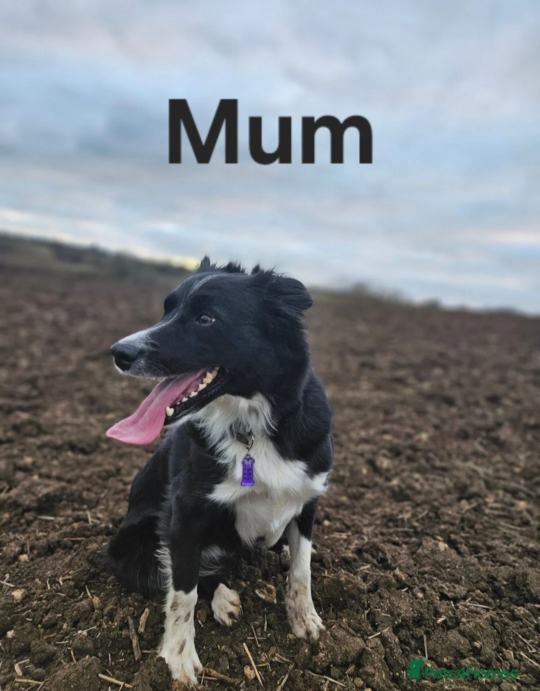 Border Collie dogs for sale: Border Collie Puppies – Looking for Forever Homes in Swindon - Advert 2