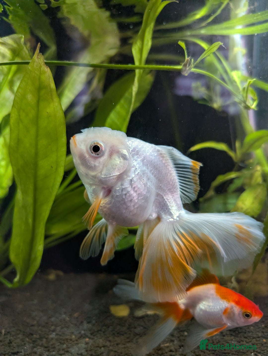 Fancy Goldfish fish for sale: Ryukin gold fish and mixed gold fish - Image 4