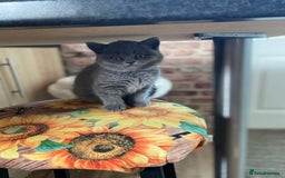British Shorthair cats for sale: ❤️GCCF CHUNKY BRITISH SHORTHAIR KITTENS❤️ - Image 7