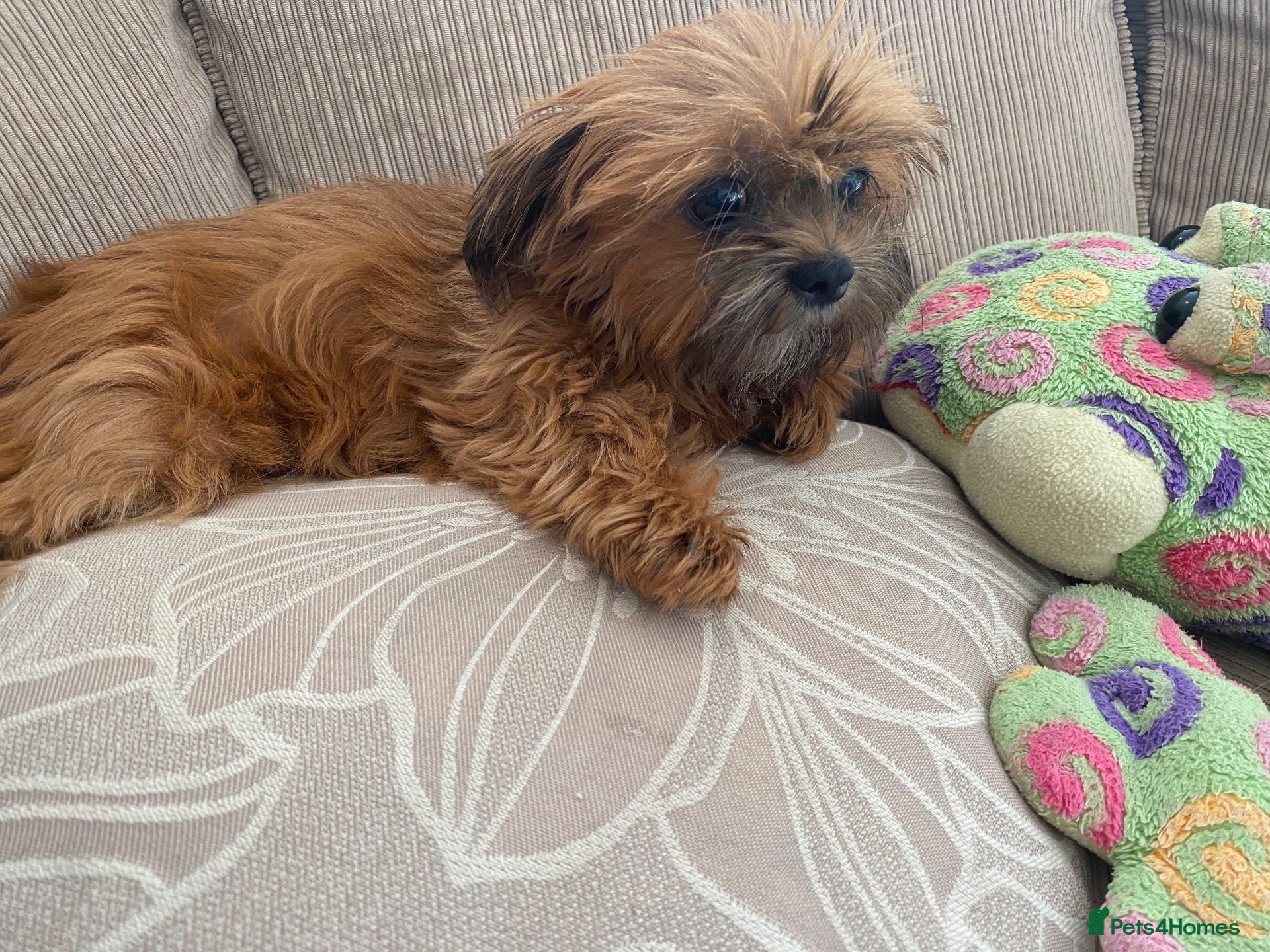 Shih Tzu dogs ** 2 Beautiful Shihtzu Girl Available  ** - Advert 14