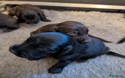 Flat coated Retriever dogs for sale: Beautiful litter of Flat Coated Retrievers - Image 7