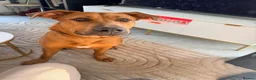 Mixed Breed dogs for sale: Creed & Kane  - Advert 6