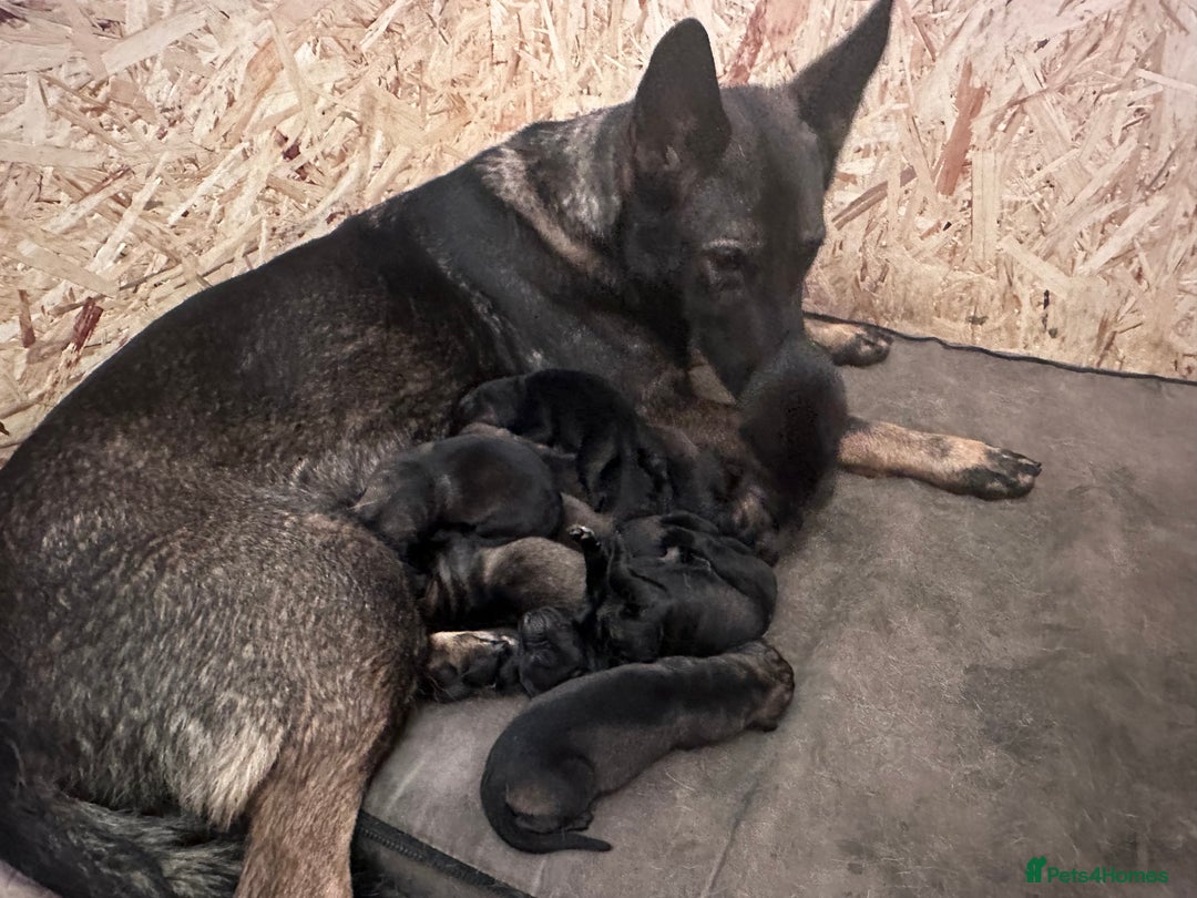 German Shepherd dogs for sale: Last female German shepherd pup kc reg working p - Advert 12