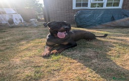 Rottweiler dogs for sale: 1 year 6 month rottweiler needs urgent rehoming - Image 1