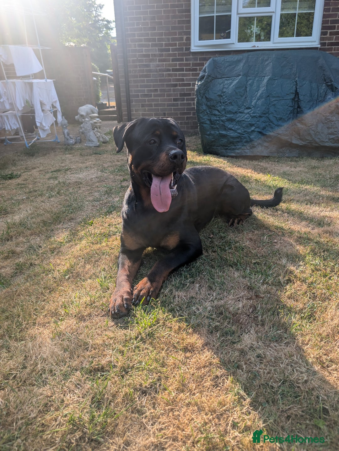 Rottweiler dogs for sale: 1 year 6 month rottweiler needs urgent rehoming - Image 1
