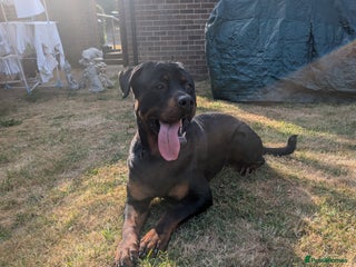 Rottweiler dogs - Advert 2