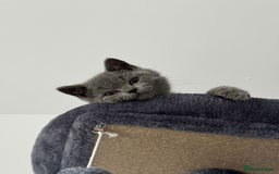 British Shorthair cats for sale: Grey British shorthair kitten for sale. - Image 2