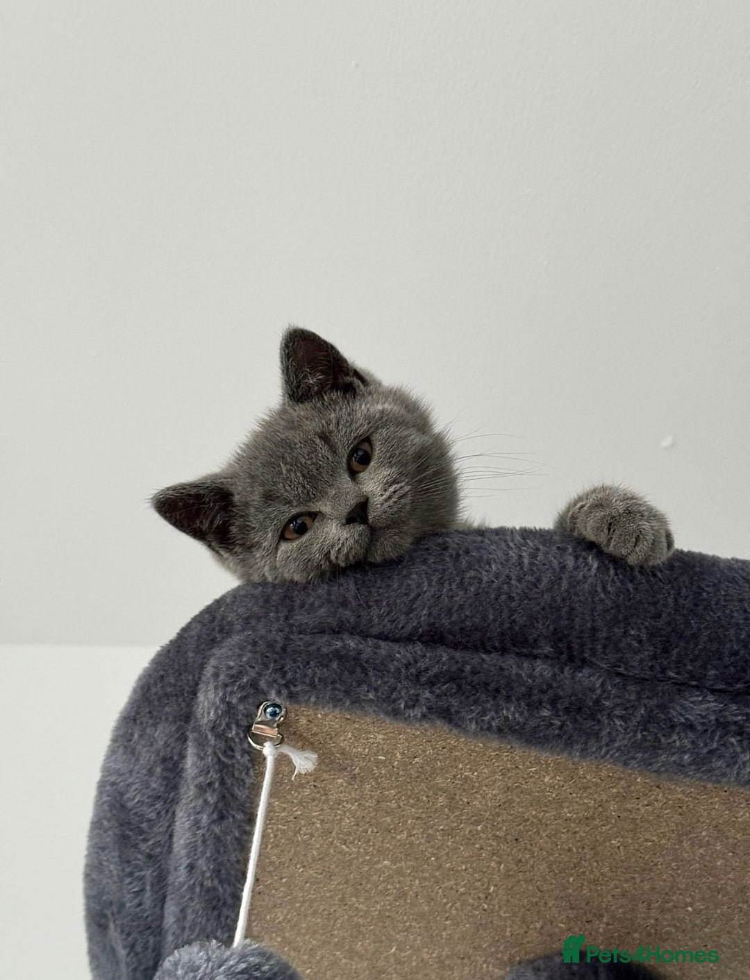 British Shorthair cats for sale: Grey British shorthair kitten for sale. - Image 2
