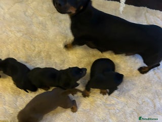 Dachshund dogs Dachshund Puppies - Advert 2
