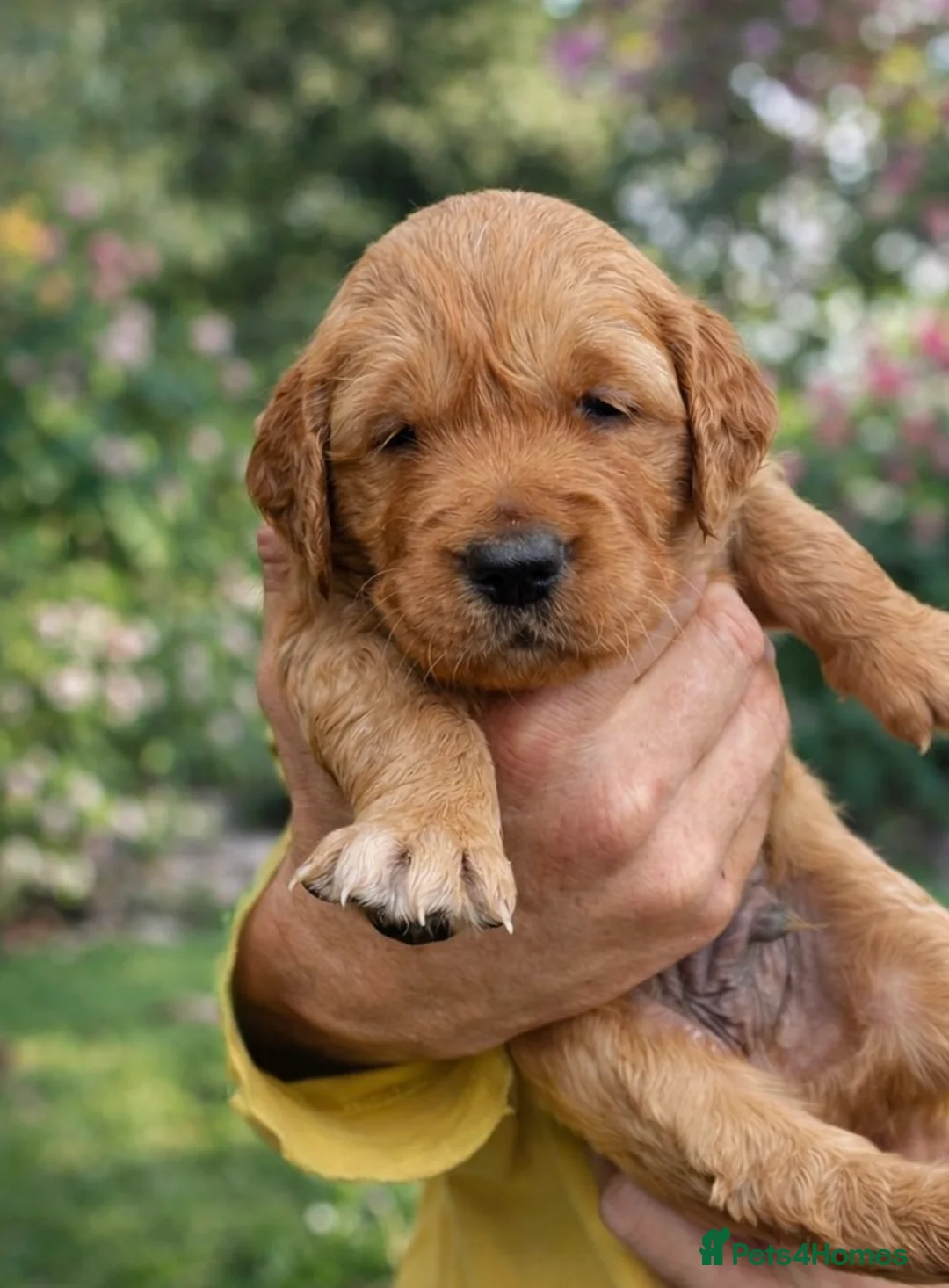 Golden Retriever dogs for sale: Fox red golden retriever puppies  - Advert 15