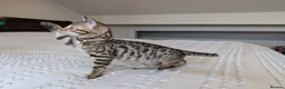 Bengal cats for sale: 🖤🩶🤍 BEAUTIFUL BENGAL KITTENS 🤍🩶🖤 - Advert 13