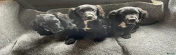 Cocker Spaniel dogs for sale: 3 gorgeous cocker spaniel puppy’s  - Advert 4