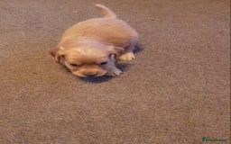 Cockapoo dogs for sale: Stunning litter of cockapoos  - Advert 7