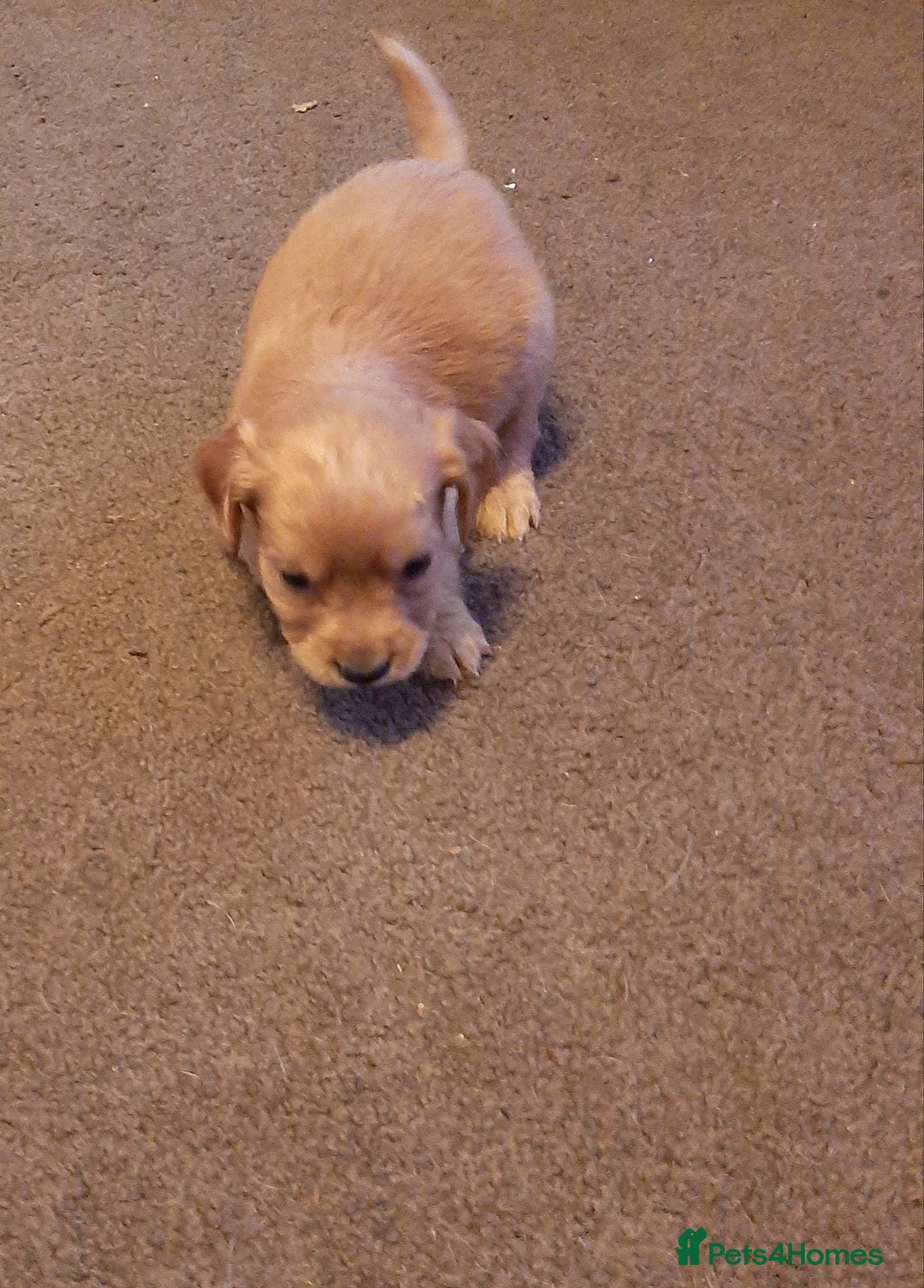 Cockapoo dogs for sale: Stunning litter of cockapoos  - Advert 7