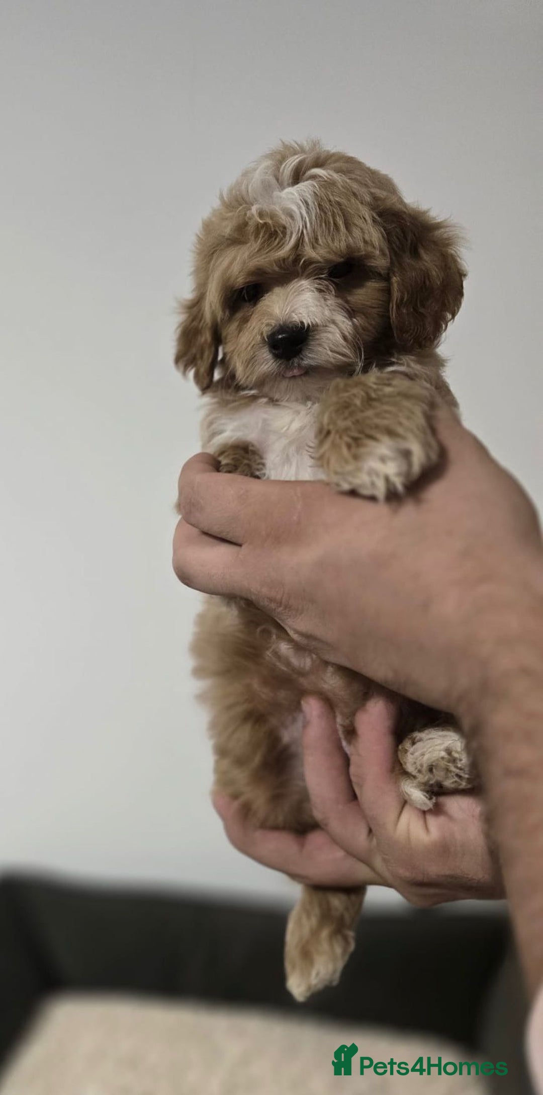 Maltipoo dogs for sale: Maltipoo Puppies – 3 Girls & 3 Boys - Image 15