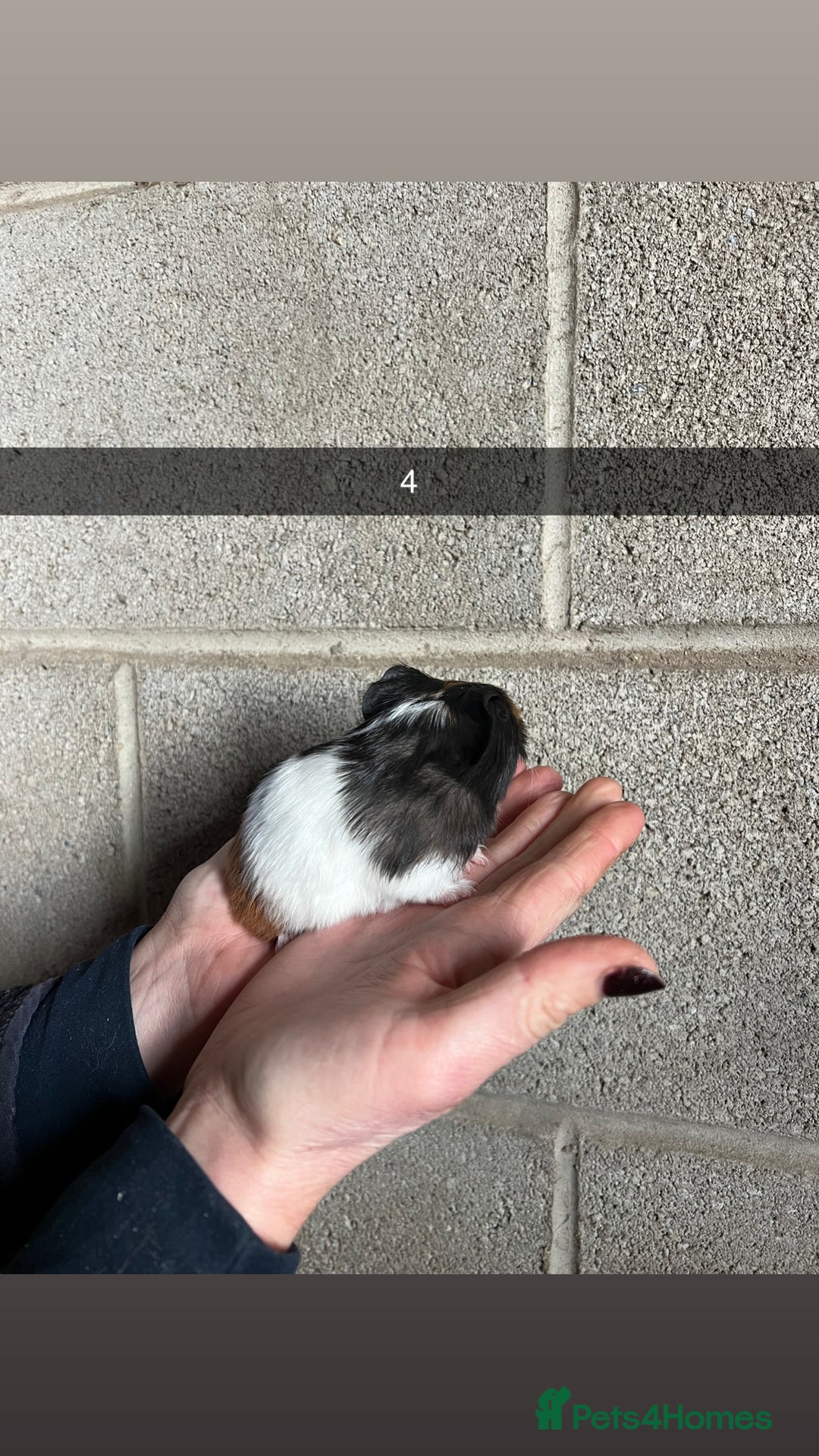 Guinea Pig rodents for sale: The perfect Christmas guinea pig!  - Advert 9