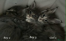 Maine Coon cats for sale: Mainecoon Kittens  - Image 28