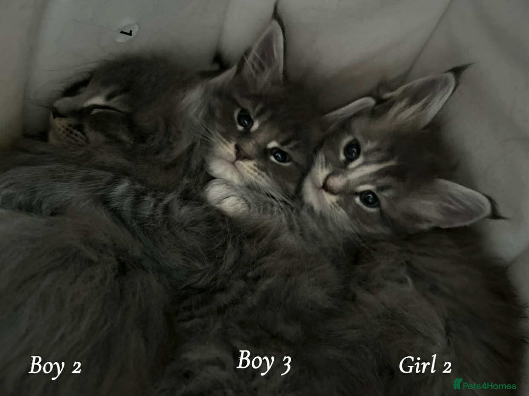 Maine Coon cats for sale: Mainecoon Kittens  - Image 28