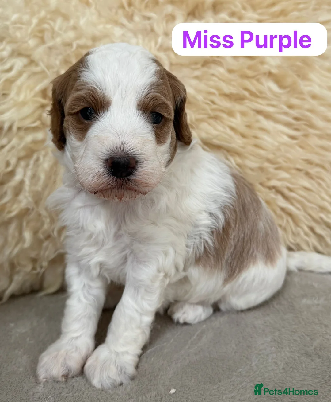 Australian Labradoodle dogs for sale: Australian labradoodle Puppies - Advert 1