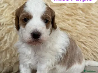 Australian Labradoodle dogs Australian labradoodle Puppies - Advert 12