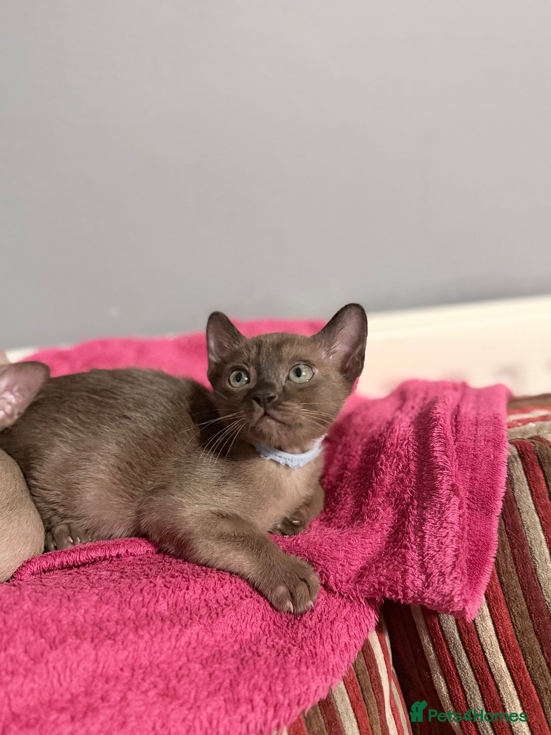 Burmese cats for sale: Brown Burmese Boy unexpectedly available mid Jan - Advert 3