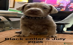 Labrador Retriever dogs for sale: 8 Beautiful Silver Labrador Retriever Puppies  - Image 2