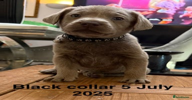 Labrador Retriever dogs - Advert 2
