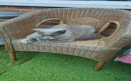 British Longhair cats for stud:  Exclusive British Blue Stud –  Friendly - Image 5