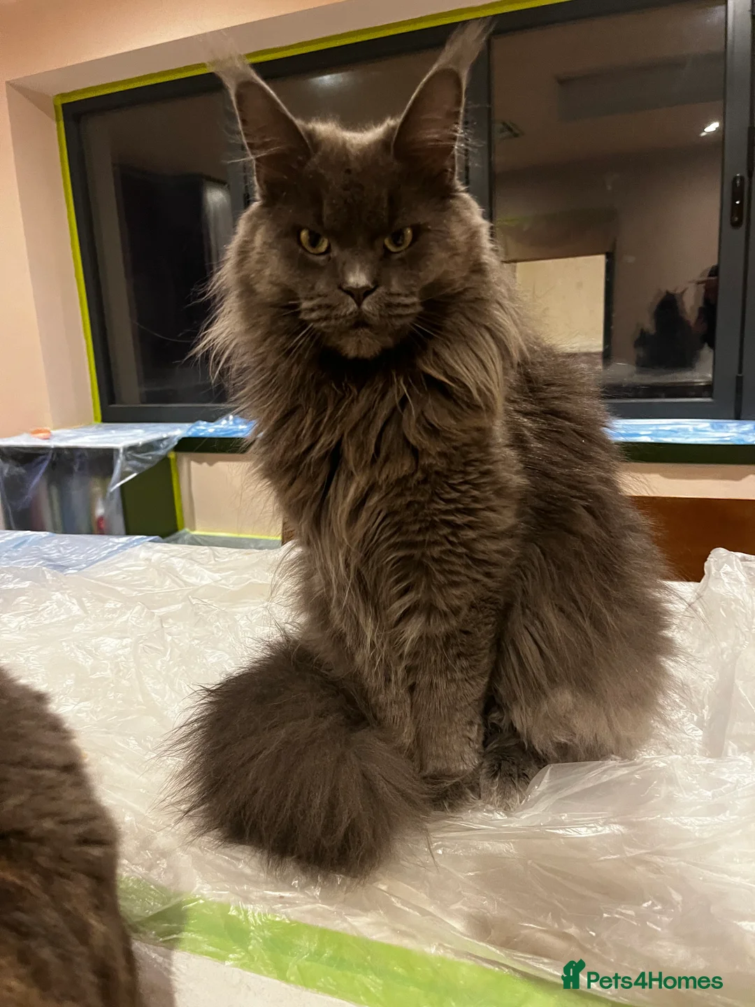 Maine Coon cats for sale: Silver Tabby Maine Coons - Advert 8