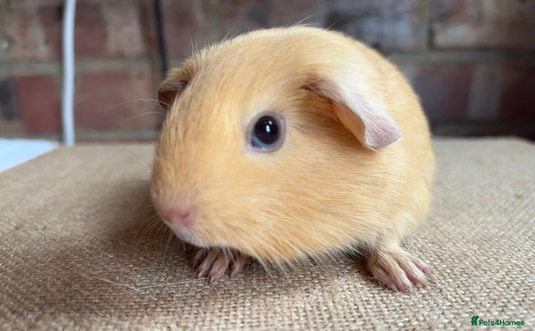 Guinea Pig rodents - Advert 10
