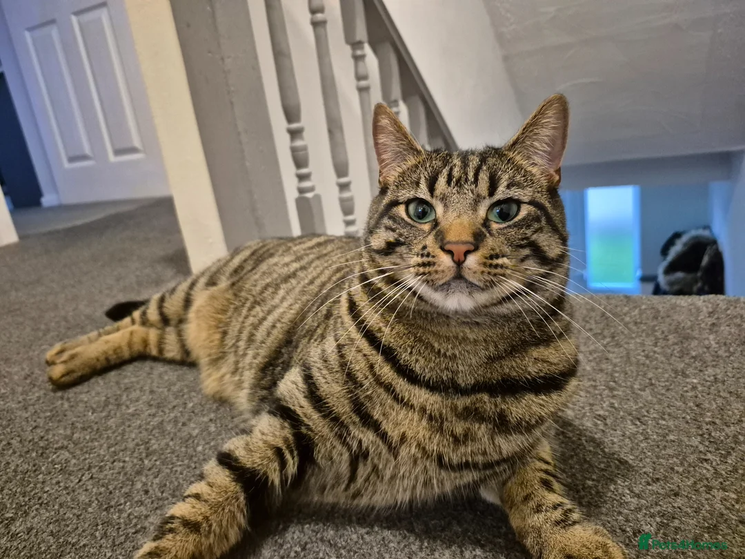 Mixed Breed cats for sale: Tabby Cat - Rehome in Houghton le Spring - Advert 3