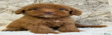 Cockapoo 6