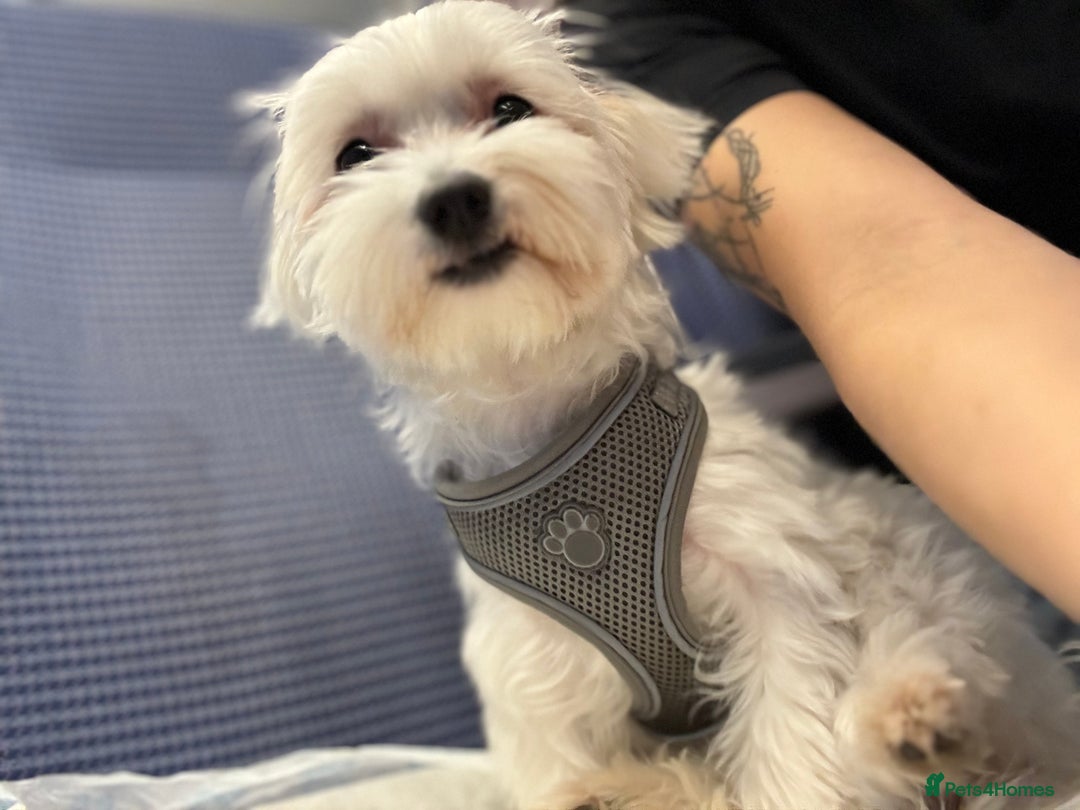 Maltese dogs for sale: >>> BEAUTIFULLY  **  PUPPIES POSSIBLE !!!<<< - Advert 5