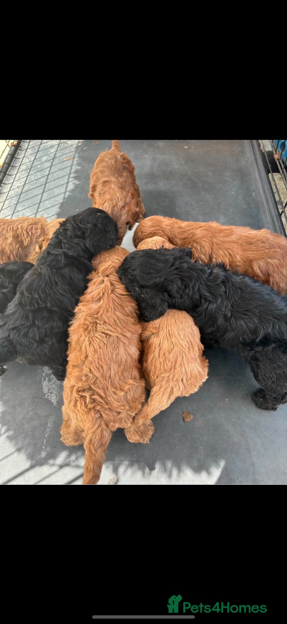 Cockapoo dogs 5 beautiful cockapoos boys for sale - Advert 2