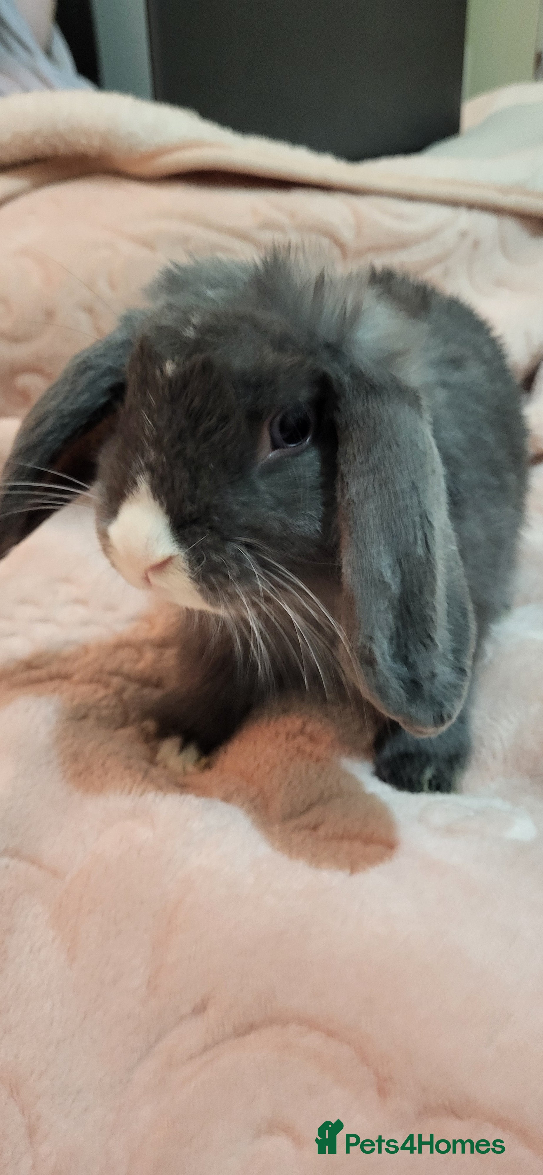 Mini Lion Lop rabbits Beautiful Mini lop looking good a home  - Advert 1