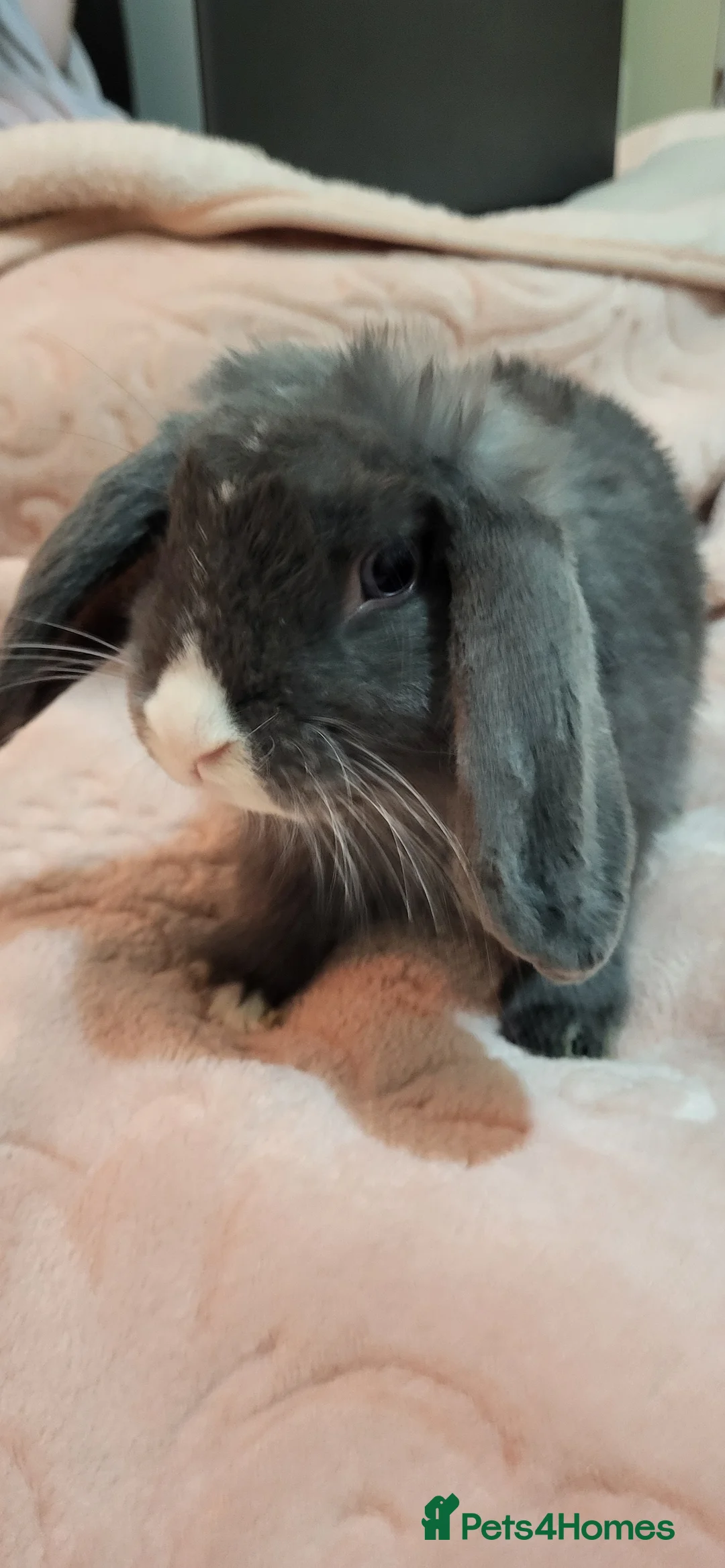 Mini Lion Lop rabbits for sale: Beautiful Mini lop looking good a home  - Advert 1