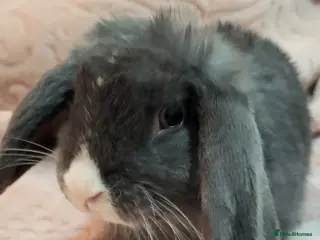 Mini Lion Lop rabbits Beautiful Mini lop looking good a home - Advert 1