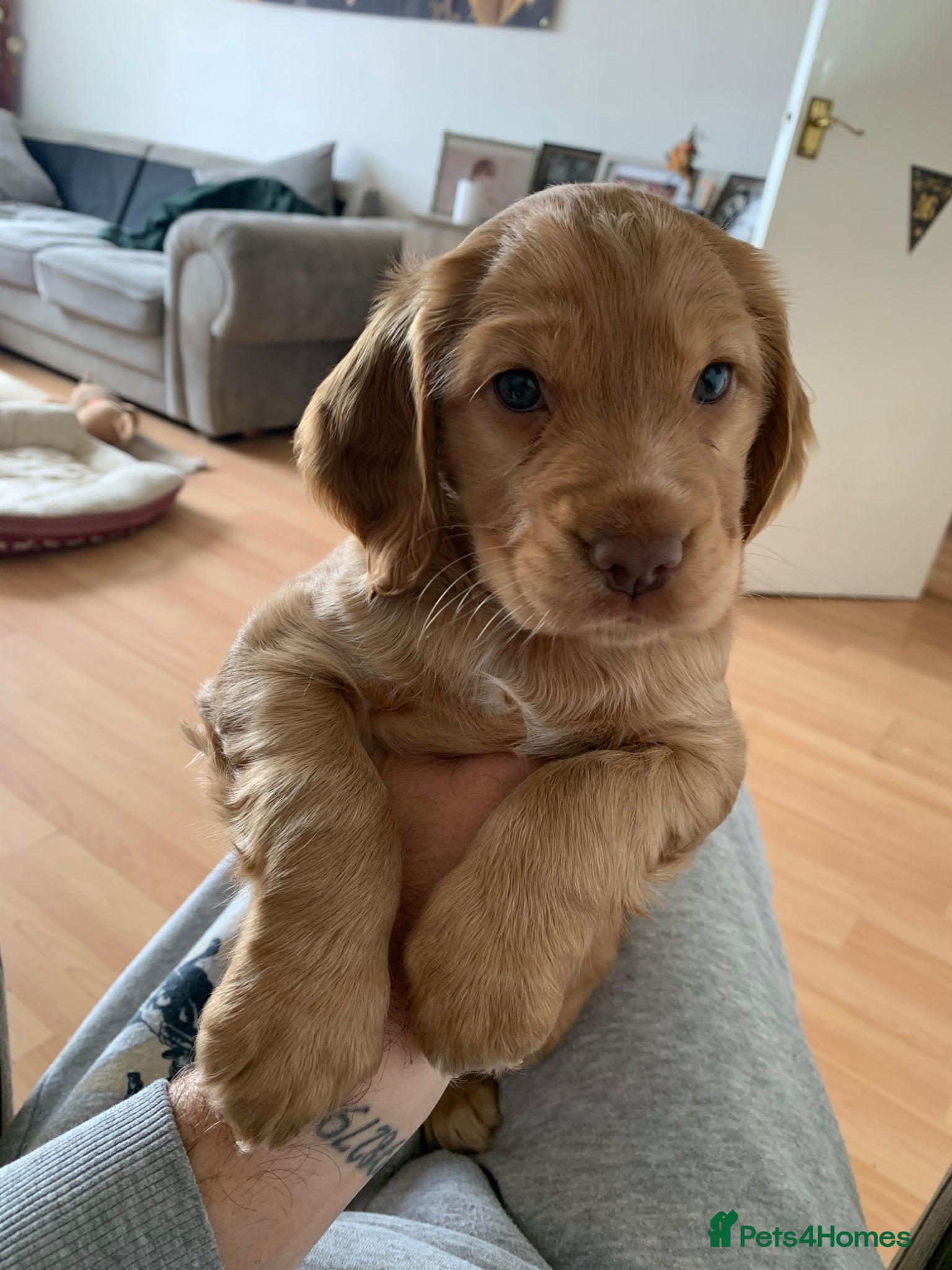 Cocker Spaniel dogs Golden cocker spaniel - Advert 1