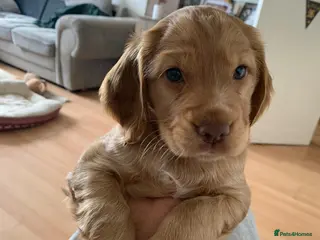 Cocker Spaniel dogs Golden cocker spaniel - Advert 4