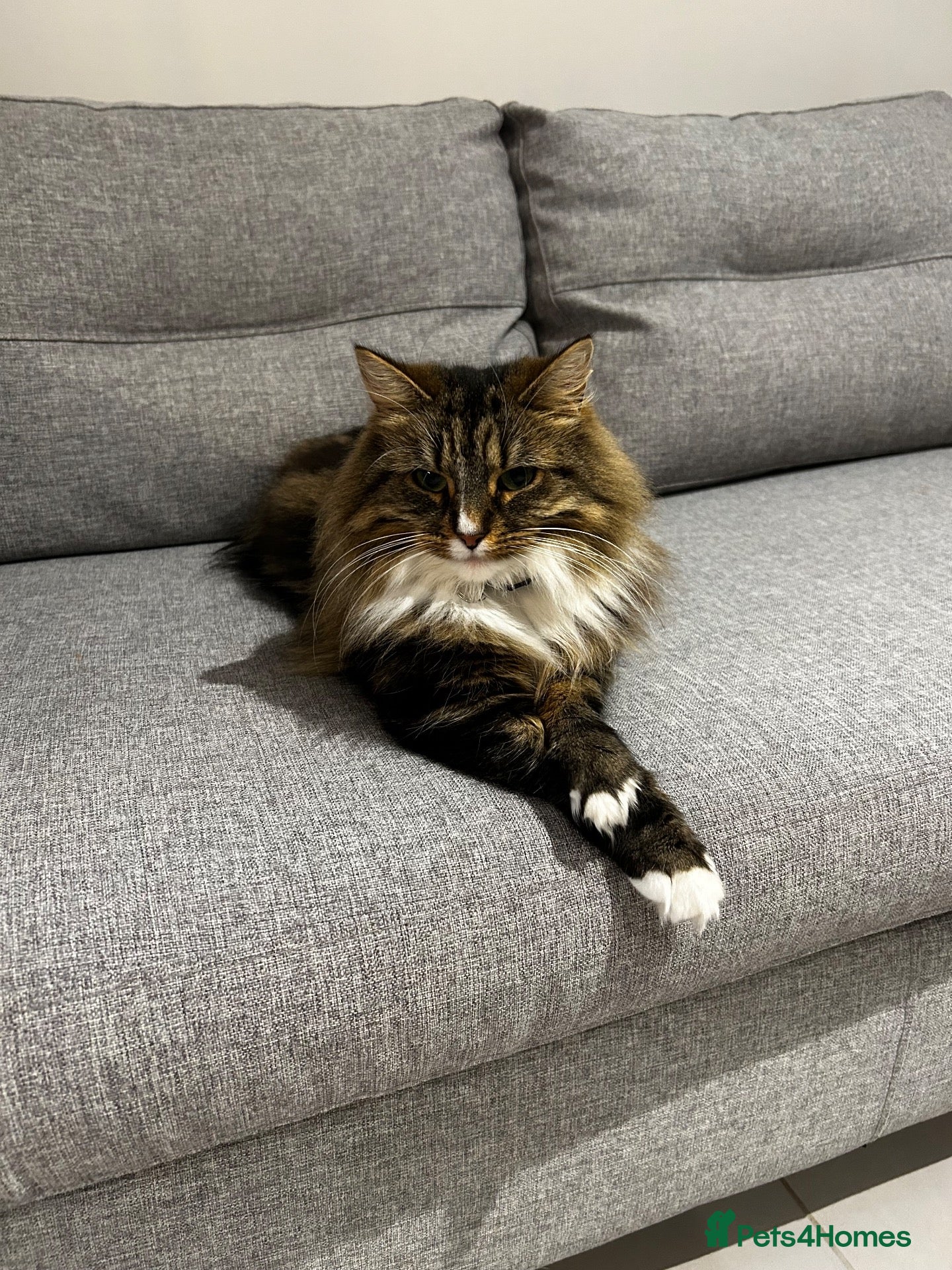 Mixed Breed cats for sale: Mother and Son long-haired cats - Advert 11