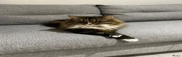 Mixed Breed cats for sale: Mother and Son long-haired cats - Advert 1