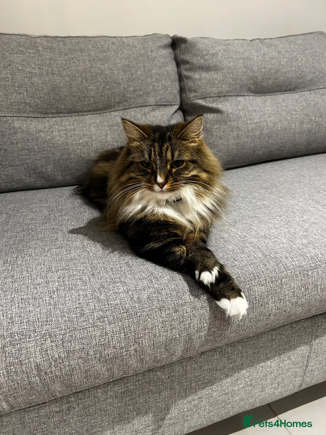 Mixed Breed cats for sale: Mother and Son long-haired cats - Advert 1