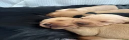 Cockerdor dogs for sale: Cockerdor Puppies - Advert 2
