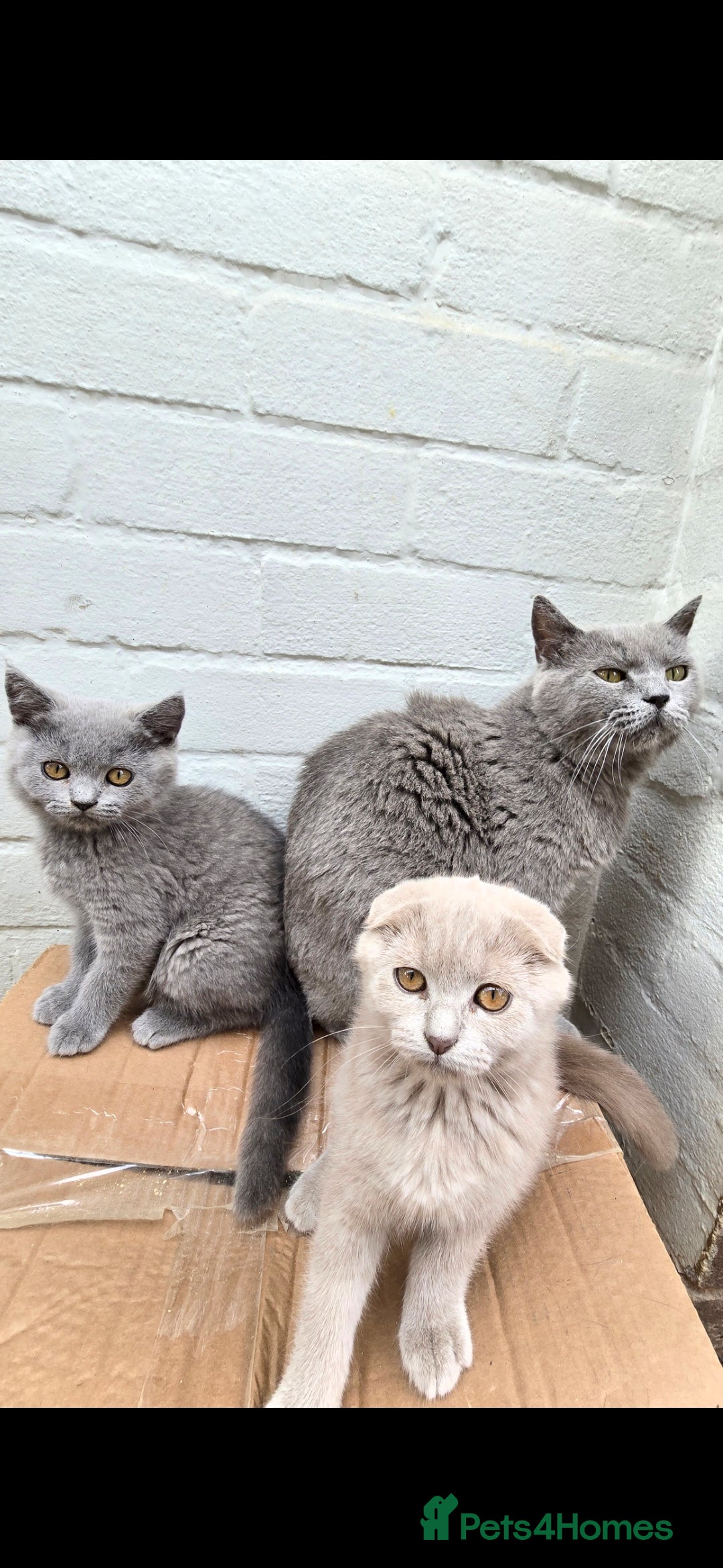Scottish Fold cats scottish fold lilac and  blue straight female  - Advert 2