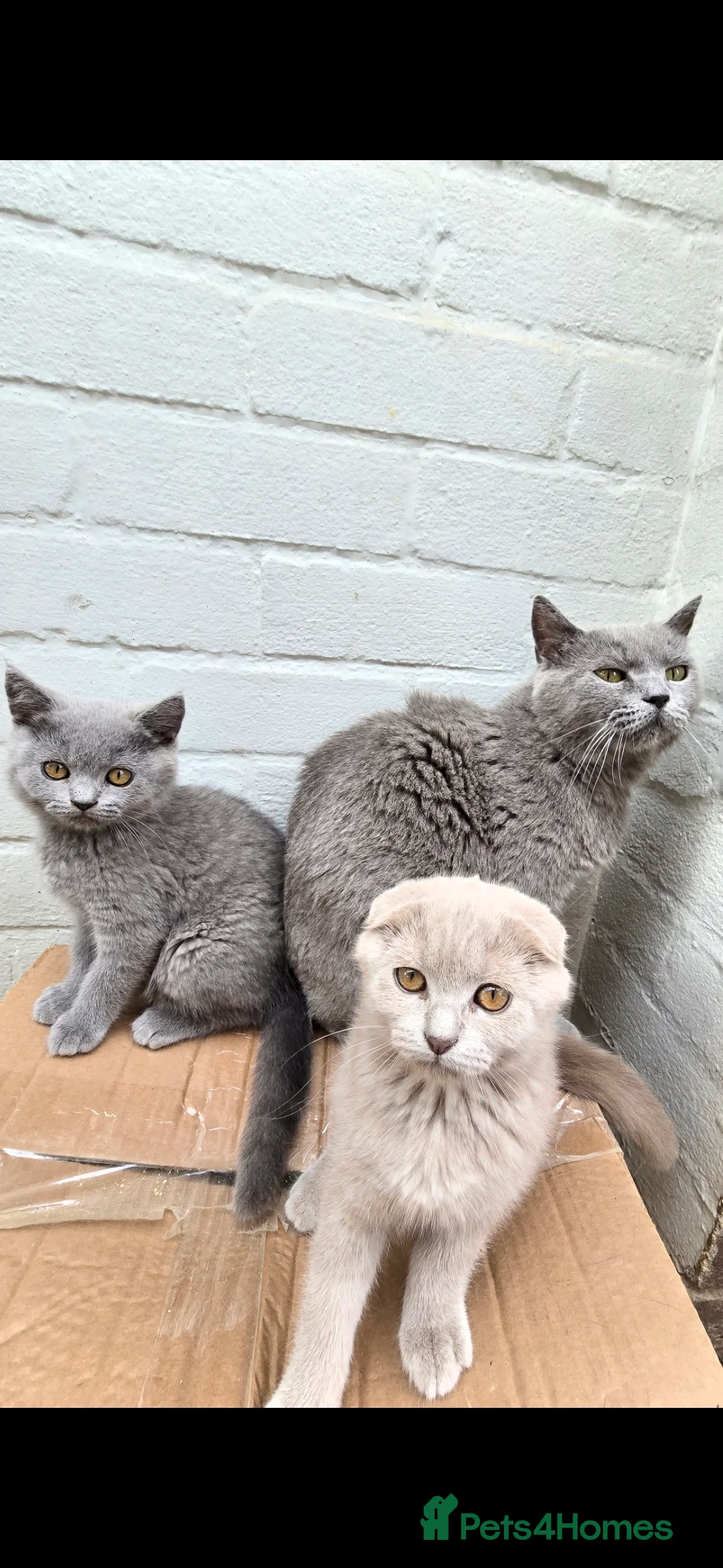 Scottish Fold cats for sale: scottish fold lilac and  blue straight female  - Advert 2