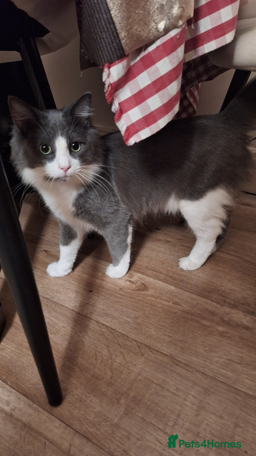 Maine Coon cats for sale: Norwegian Forest Cat mix with Maine Coon  - Advert 3