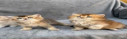 British Longhair cats for sale: Pedigree British longhair golden chocolate lilac - Advert 6