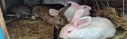 New Zealand rabbits for sale: Beautiful New Zealand bunny's  in Rotherham - Advert 3