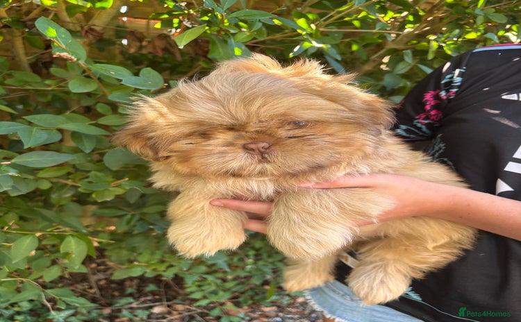 Shih Tzu dogs - Advert 8